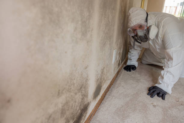 Best Emergency Mold Remediation in St Joseph, MO